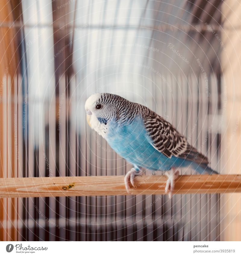 unhealthy | behind bars Bird Budgerigar Bird's cage penned Captured lattice bars Cage cage posture Pet Animal Interior shot Animal portrait Grating
