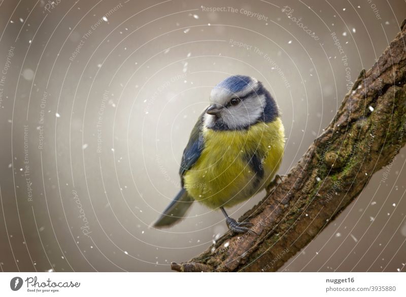 Blue tit on branch Bird Nature Animal Exterior shot Colour photo 1 Wild animal Animal portrait Environment naturally Day Deserted Shallow depth of field