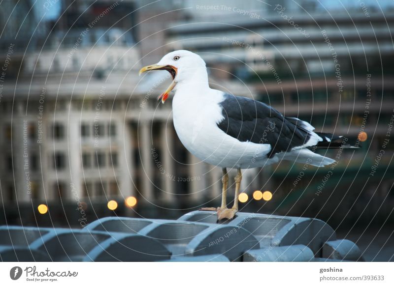 Silent Scream Tourism Trip Adventure Far-off places Freedom Sightseeing City trip House (Residential Structure) Animal Wild animal seagull 1 Colour photo