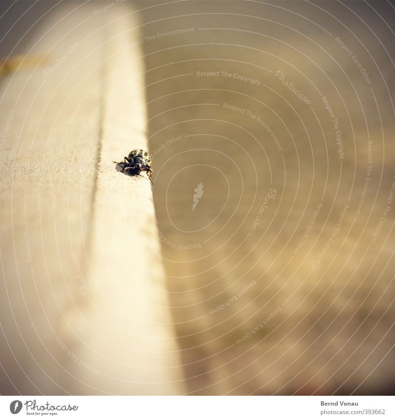[° ] Beetle Looking Crawl Far-off places Movement Direction Right ahead Line Brown Small Target Effort Blur Black Metal Handrail Cobblestones Colour photo