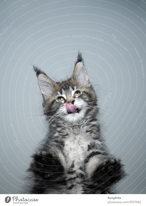 cute hungry kitten standing on glass table cat purebred cat pets maine coon cat fur fluffy feline adorable beautiful one animal bottom view copy space paws