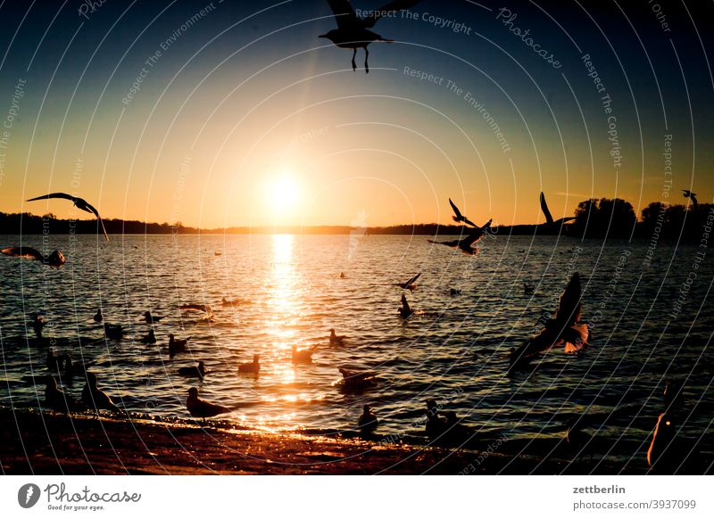 Sunset with birds at Tegel Lake Berlin Flying Goose Body of water Havel Canadian goose Seagull Swan Sparrow tegel harbour Lake Tegel bank surrounding area Bird