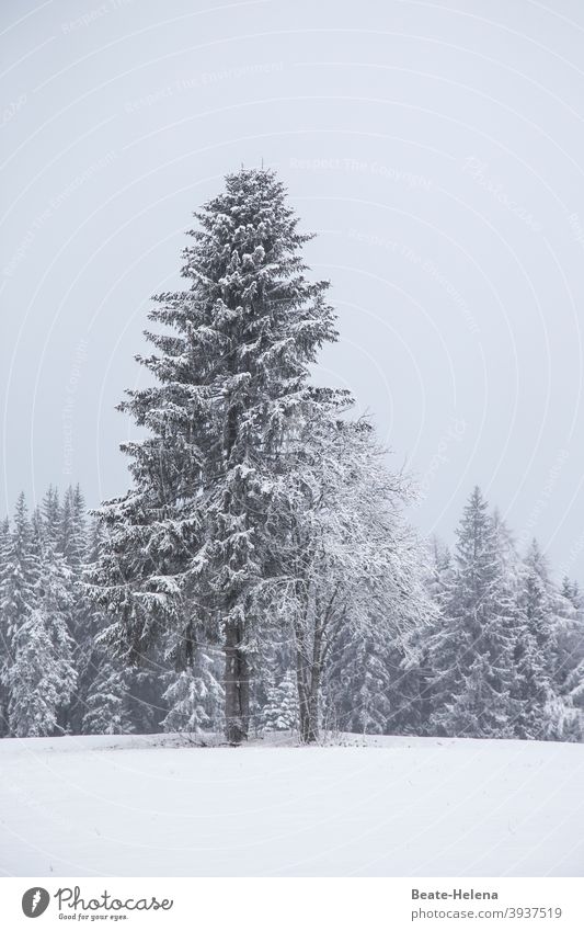 Winter beauty: snow-covered fir trees in Schönwald Winter mood Black Forest Snow Snowscape White Cold Exterior shot Deserted Snow layer Ice Tree Winter's day