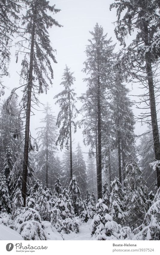 TT: sad firs Winter Forest Black Forest Snow Gray Gloomy dreariness Nature White Cold Landscape Exterior shot Tree Bad weather Deserted Frost Forest death
