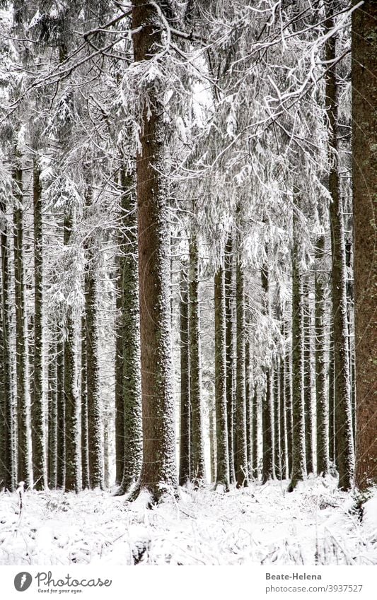 Ordered nature: parallel aligned trees in the snow Nature Arrangement perpendicular Winter Snow Forest Black Forest White Forest Landscape Exterior shot
