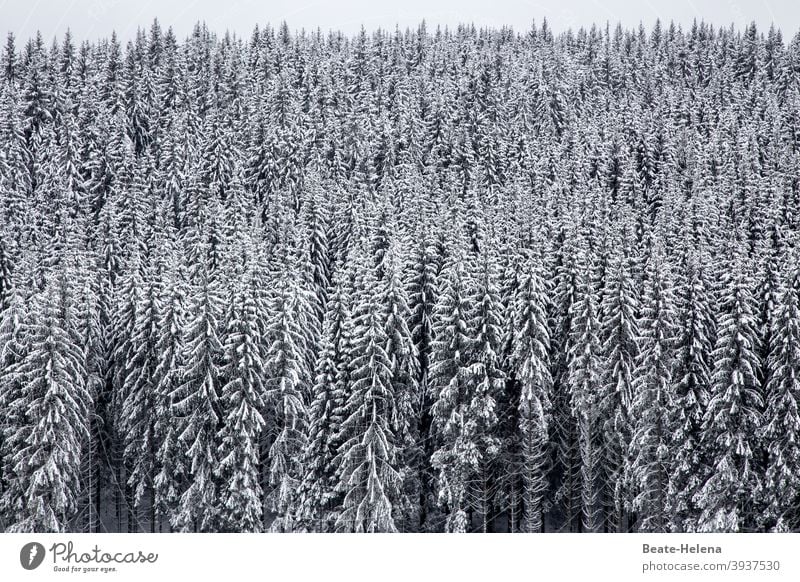 Winter landscape Black Forest fir forest black-white Snow White Deserted Landscape Plant Nature Tree Frost Black & white photo Cold Weather Exterior shot