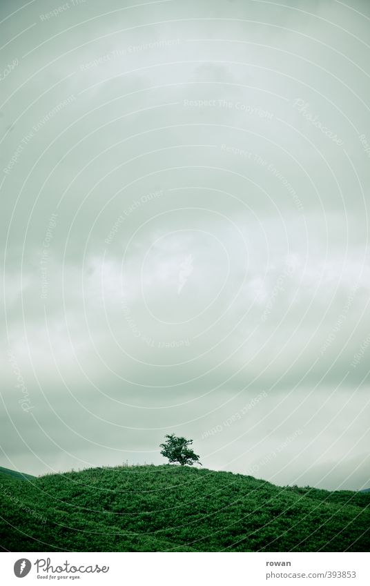 Alone Nature Landscape Plant Clouds Flower Bushes Garden Meadow Green Loneliness Uniqueness Individual Small Hill Mountain Colour photo Subdued colour