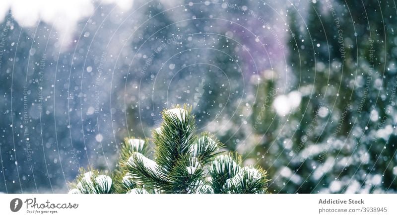 Coniferous forest under snow tree nature outdoor winter christmas frozen season freshness ice branch coniferous horizontal snowflake snowing climate pine sky