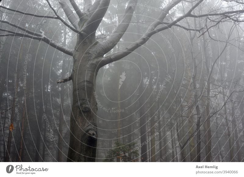 In the misty forest stands a tree with a face. Tree Forest Fog Face erlkönig Beech tree Autumn Winter Forest walk Fear Eerie eerie atmosphere tree face