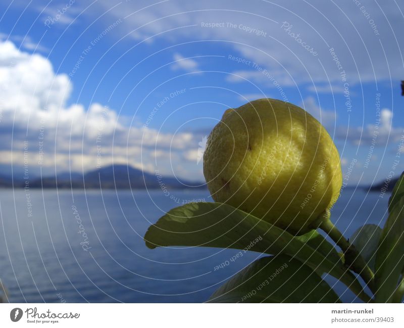 Fruits in Heaven Lemon Large Yellow Central Lemon yellow Bright yellow Green Sky blue Blue White Leaf Lemon leaf Ocean Far-off places Italy Canton Tessin