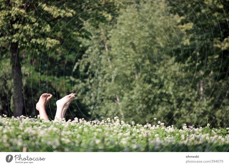 Happy Feet Summer Sunbathing 2 Human being Grass Park Meadow Relaxation Together Colour photo Exterior shot Copy Space right Copy Space top Copy Space middle