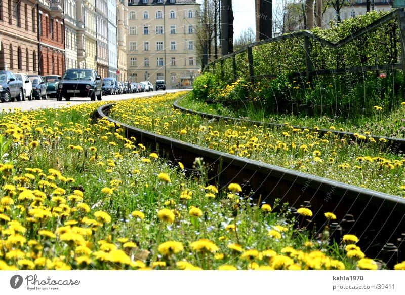 Rails into the city Railroad tracks Transport Spring Flower Meadow Green