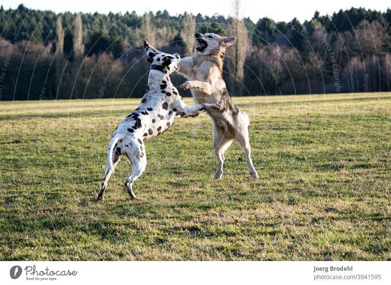 Dogs playing Dalmatian Shepherd dog Playing Nature Meadow Forest Grass battle Force Jump outdoor jump Aggression
