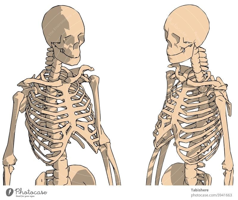 hand drawn human skeleton drawing, human skeleton system with back lines anatomical anatomy arm art backbone background biology black board body bones bony