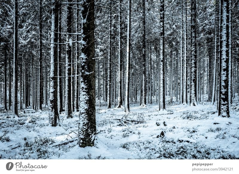 Forest in winter with snow on the tree trunks Winter Snow Tree Cold Ice Frost Nature Exterior shot Deserted Loneliness Clearing Woodground Forest walk