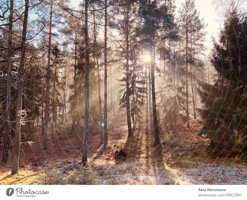 Sunlit forest Sunlight Exterior shot Tree Forest Forests Winter Landscape