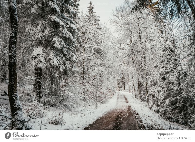 Forest path in winter with snow on the trees Winter Snow Tree Cold Ice Frost Nature Exterior shot Deserted Loneliness Clearing Woodground Forest walk