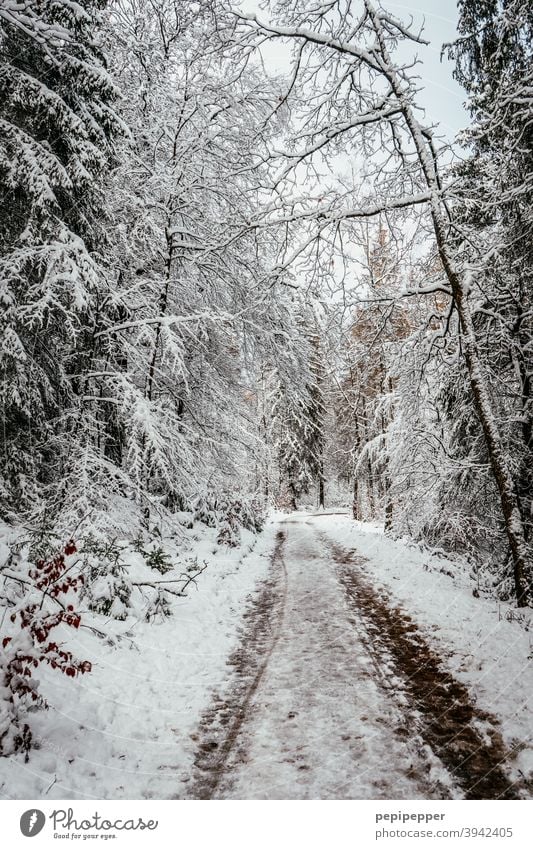 Forest path in winter with snow on the trees Winter Snow Tree Cold Ice Frost Nature Exterior shot Deserted Loneliness Clearing Woodground Forest walk