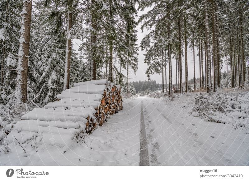 snow-covered path in the Thuringian Forest 3 forest path Nature Exterior shot Tree Colour photo Day Deserted Landscape Environment Plant naturally Winter Snow