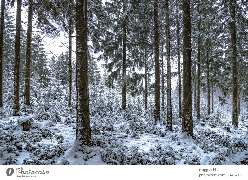 Winter idyll in the Thuringian Forest Nature Exterior shot Tree Colour photo Day Deserted Landscape Environment Plant naturally Snow forest Forest road Cold