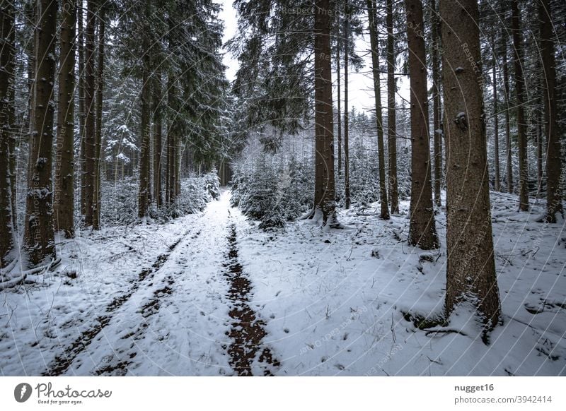 snow-covered path in the Thuringian Forest 2 forest path Nature Exterior shot Tree Colour photo Day Deserted Landscape Environment Plant naturally Winter Snow