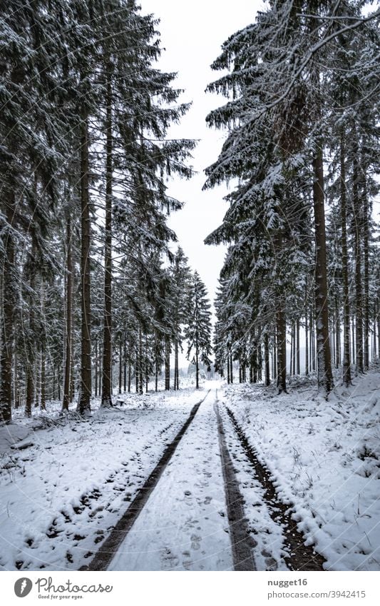 snow covered path in the Thuringian Forest forest path Nature Exterior shot Tree Colour photo Day Deserted Landscape Environment Plant naturally Winter Snow