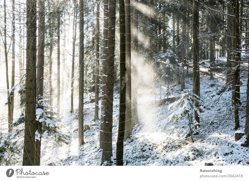 Light in the snowy forest Forest Snow Winter Shadow Contrast trees White Ground snowflakes rays Cold Nature Exterior shot Deserted Tree Environment Landscape