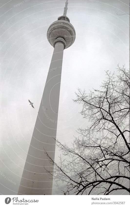 TV tower, tree and bird Analog Analogue photo Black & white photo Exterior shot Day Architecture Tourist Attraction Capital city Town Bird Flight of the birds