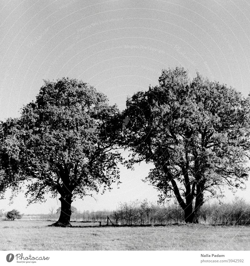 Pair of trees Analog Analogue photo Black & white photo Tree pair of trees Nature Exterior shot Meadow Couple Sky Deserted togetherness Loneliness