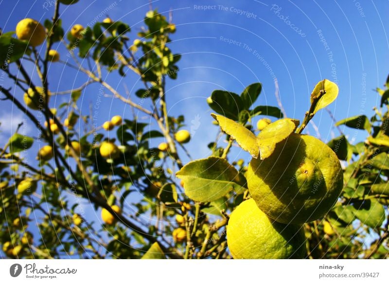 lemon sky Leaf Tree Healthy Clouds Green Yellow Sky Blue Anger Lime Clarity Branch Nature
