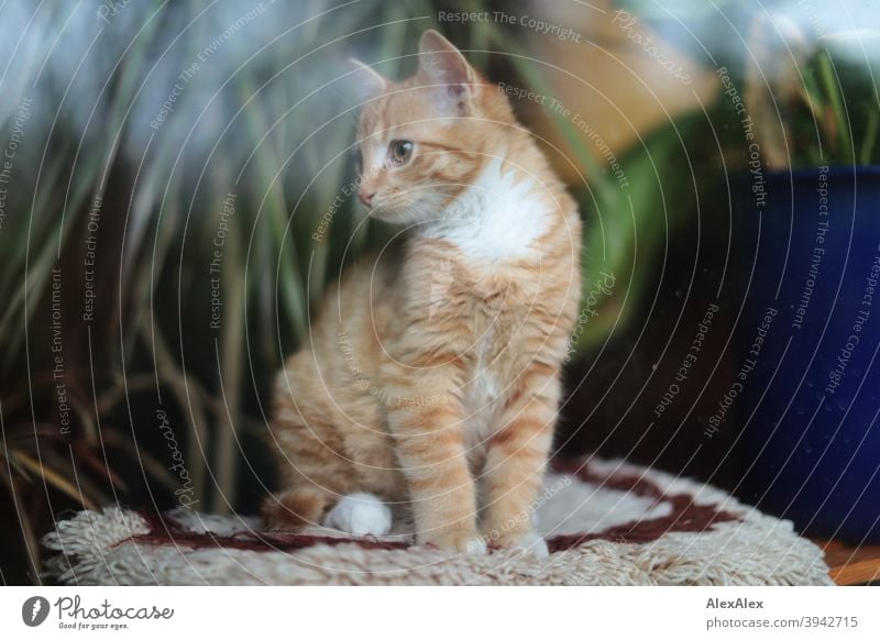 Portrait of a young red tabby cat behind a window pane Cat hangover Slice Window Window pane youthful Animal Pet Red mackerelled Pattern Pelt White Patch Cute