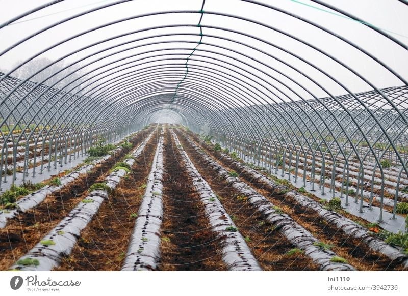 Foil tunnel without cover - as far as the eye can see foil tunnel linkage Strawberry plants covered farm metal rods Field Growing strawberries flexed black foil