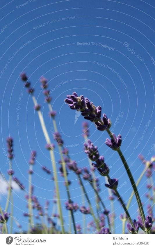 lavender Lavender Blade of grass Blossom Violet Summer Meadow Blue Sky Movement Wind Close-up Nature Upward Medicinal plant