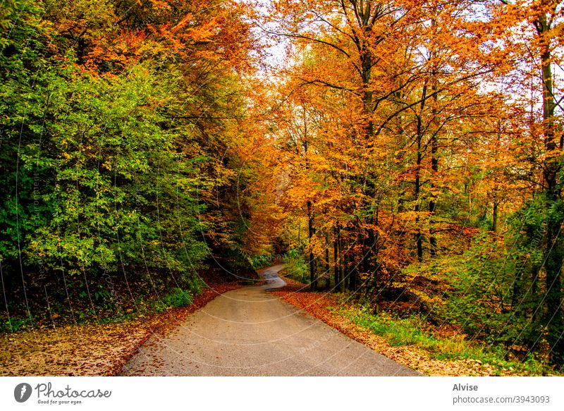 asphalt and autumn vicenza foliage italy trees europe fall outdoor scenery orange yellow alps scenic hiking colors wood blue november seasonal tranquil forrest