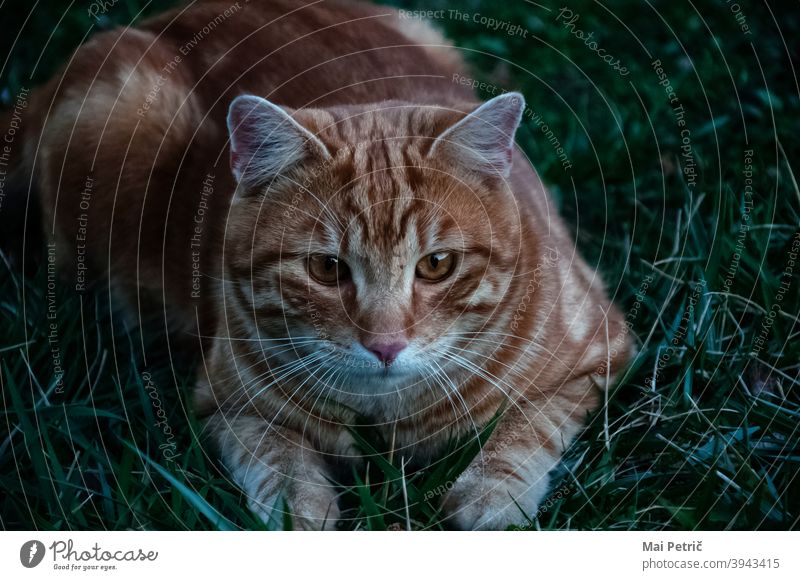 Tiger cat Cat focused Cute Orange Hunting Hunter predator Animal wildlife Carnivore Nature Beautiful furry