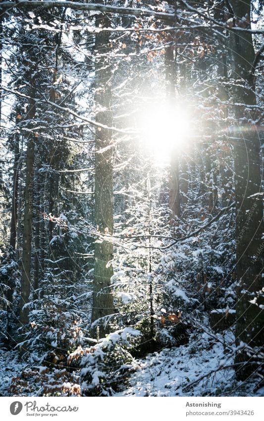Light in the winter forest Winter forest Landscape Nature Snow White trees Forest Weather snowflakes fir tree tree trunks bark Cold Tree Exterior shot Frost