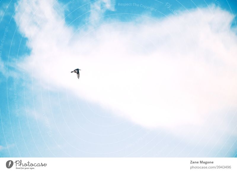 A lone bird flying on blue cloudy sky background minimal minimal bird minimal sky bird on sky lonely a lone bird single bird dreaming minimalistic clouds