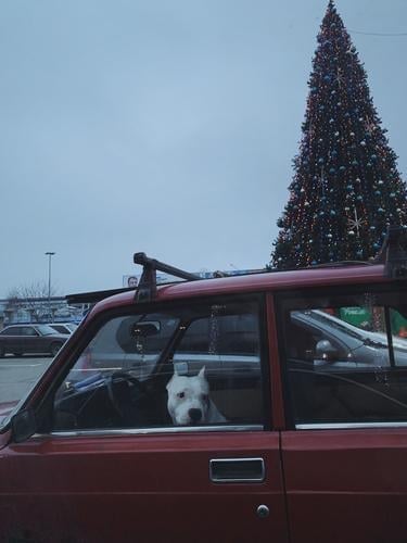 Dog waiting in the car for the driver to bring her to Christmas party Pet Car Driving Driver Christmas tree New Year white dog red car Parking adopt adoption