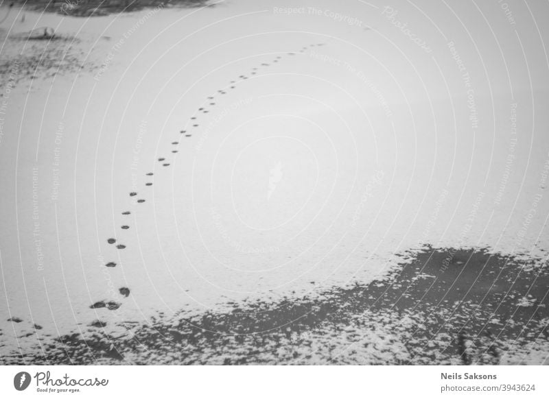 curve on snow trace footprints animal trace fox in winter fox on ice prints in snow pond river lake frozen river snow on ice Nature Frozen Latvia December