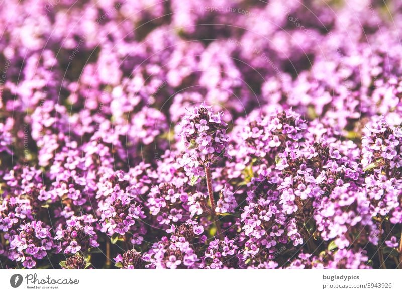 Cheeky little flower - thyme Thyme flowers plants Plant Flowering plant Blossoming sea of blossoms purple Pink pink spices Herbs and spices Herb garden Garden