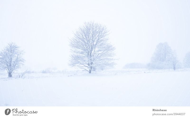 Winter wonderland with snowy trees in the fog White Weather Tree Sky Copy Space Outdoors Nature Lonely icily Ice Beauty & Beauty Misty forest Frost silent