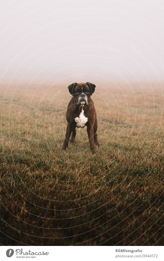 single boxer dog on a meadow on a foggy day in autumn Boxer Dog Animal Autumn Meadow by oneself front faithful Family Gloomy watch Guard Loyal Command