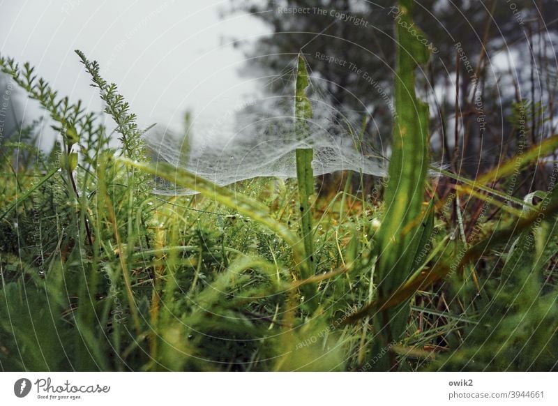 Below Worm's-eye view blades of grass Early morning dew wet grass Fresh Near Growth Wild plant naturally Foliage plant spinning threads Interlaced Life