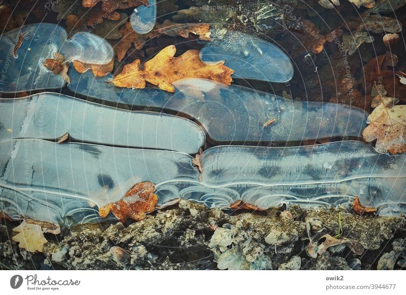 Ice and leaves Puddle Frost Bizarre Frozen Flow Stone Colour photo Calm Winter Environment Exterior shot Structures and shapes Abstract Detail Deserted