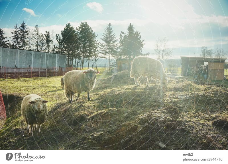 promotion opportunity Sheep Animal Group of animals Landscape Nature Environment Observe Sunlight Back-light Sunbeam Long shot Panorama (View) Contrast Light