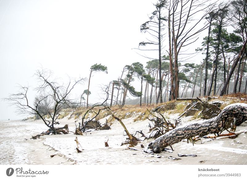 west beach 1 Darss Winter Baltic Sea Nature coast Ocean Western Beach Tree Wind cripple Snow Forest