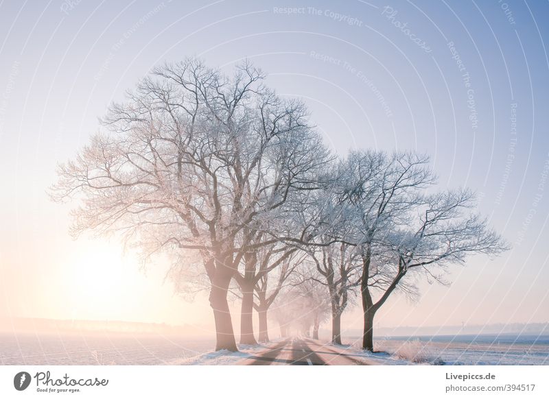 Road to Priborn Environment Nature Landscape Plant Sky Cloudless sky Sun Sunrise Sunset Sunlight Winter Beautiful weather Fog Ice Frost Snow Tree