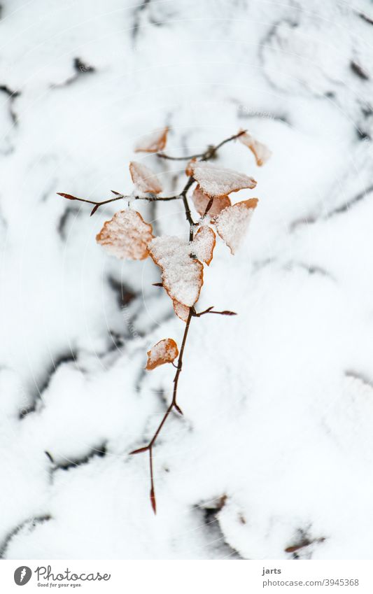 In the snow Snow Winter Branch Leaf leaves Beech tree wax standstill tranquillity quiet Tree Nature Forest Plant Environment Exterior shot