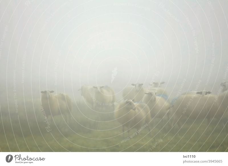 Sheep in the morning mist Autumn Fog Morning fog Bog sheep Flock Meadow inquisitorial look hazy foggy marked Moody sheep's wool Farm animals Herd
