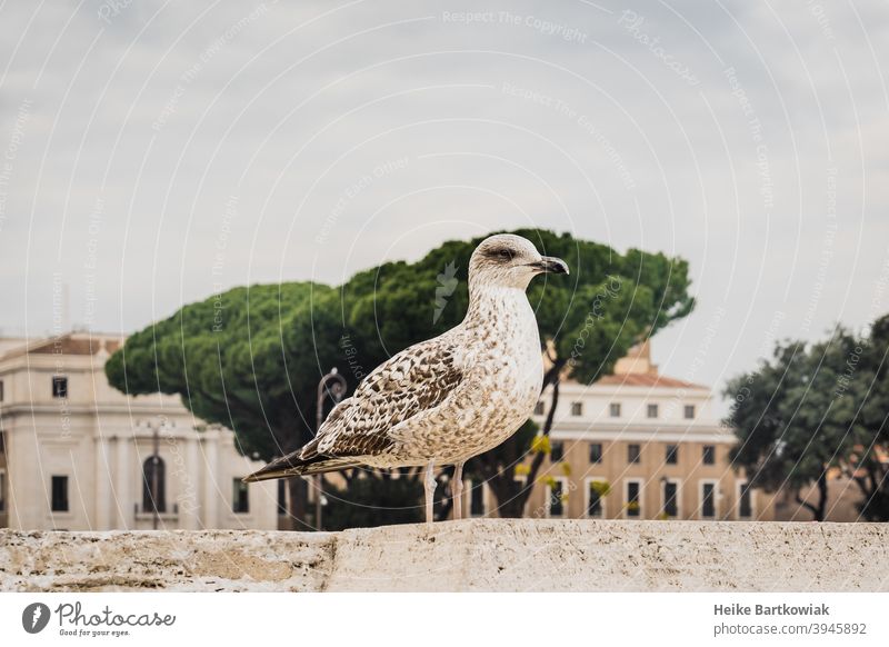 Seagull in the city Bird Animal urban Town Exterior shot Colour photo Copy Space top Beige Green Gray Looking into the camera Travel photography Rome voyage